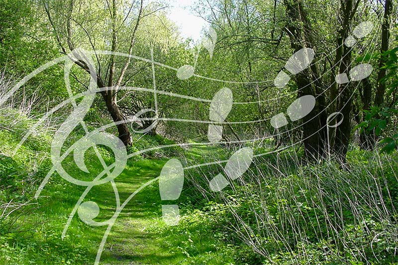Muziekwandeling