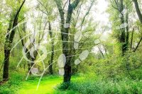 Muziekwandeling Wilgenbos, Almere