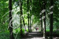 Muziekwandeling Horsterwold