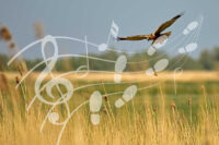 Muziekwandeling Oostvaardersplassen